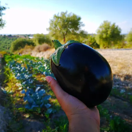 Mennuli&alivi - Organic Farm * 诺托