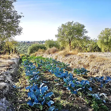 Mennuli&alivi - Organic Farm *