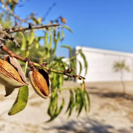 Farm stay Mennuli&alivi - Organic Farm Noto