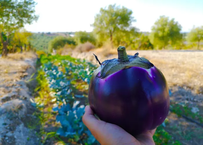 Mennuli&alivi - Organic Farm * Noto