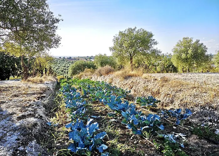 Mennuli&alivi - Organic Farm *